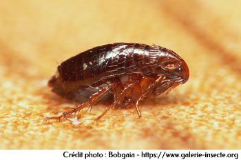 puce de parquet