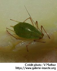 Le puceron vert - Macrosiphum sp.