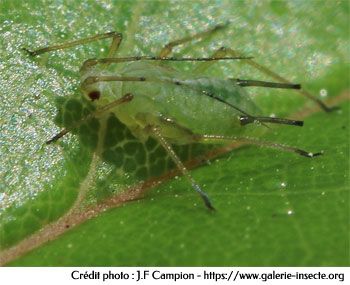 Le puceron vert - Macrosiphum sp.