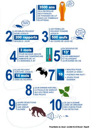 10 faits insolites sur les punaises de lit 10 faits insolites sur les punaises de lit