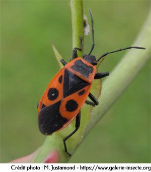 Punaise pyrrhocoris Punaise pyrrhocoris