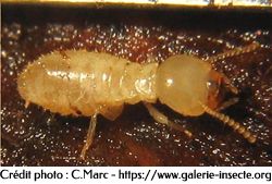 Termite - Reticulitermes lucifugus
