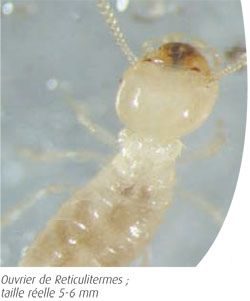 Ouvrier de Reticulitermes