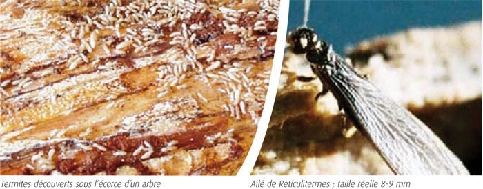 Termites découverts sous l'écorce d'un arbre