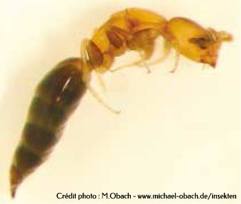 le scleroderme - scleroderma domesticum