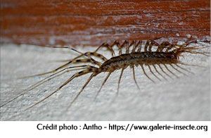 la scutigère, scutigera coleoptrata la scutigère, scutigera coleoptrata