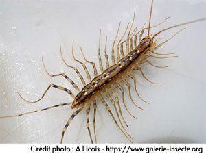 la scutigère, scutigera coleoptrata