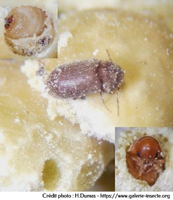 la vrillette du pain, Anobium punctatum la vrillette du pain, Anobium punctatum