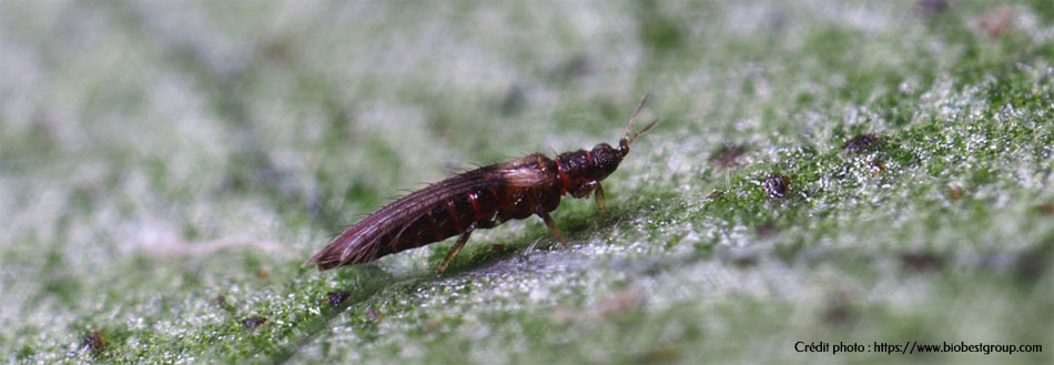 Thrips