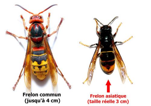 Différence entre le frelon commun et le frelon asiatique Différence entre le frelon commun et le frelon asiatique