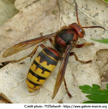 Le frelon, Vespa crabro