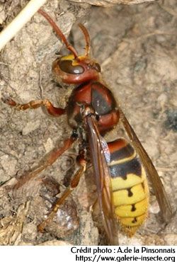 Le frelon, Vespa crabro