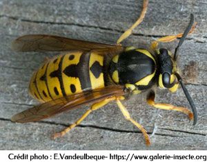 La guêpe - Vespula germanica