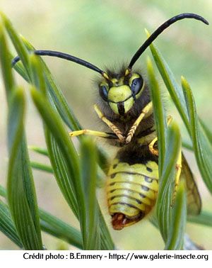 La guêpe - Vespula germanica