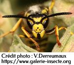 La guêpe - Vespula germanica