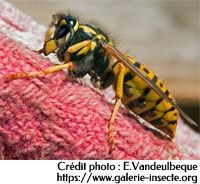 La guêpe - Vespula germanica