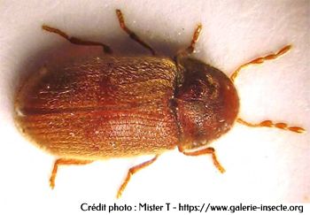 la vrillette du pain, Anobium punctatum la vrillette du pain, Anobium punctatum