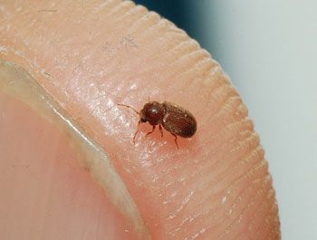 la vrillette du pain, Anobium punctatum la vrillette du pain, Anobium punctatum