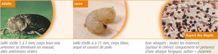 Xestobium rufovillosum - Grosse vrillette Xestobium rufovillosum - Grosse vrillette