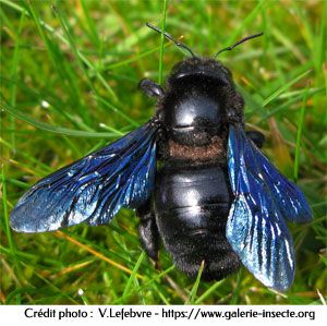 l'abeille charpentière, Xylocopa violacea