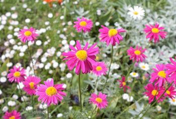 fleur de chrysantheme - Tanacetum cinerariifolium