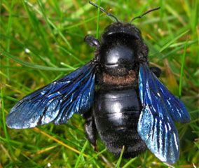L'abeille charpentière