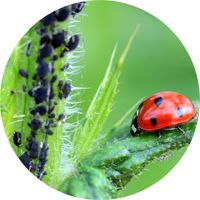 Auxiliaires de jardin, des insecticides naturels aux nuisibles