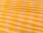 Sapin