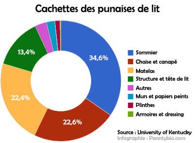 Cachettes des punaises de lit Cachettes des punaises de lit