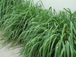 cymbopogon winterianus cymbopogon winterianus