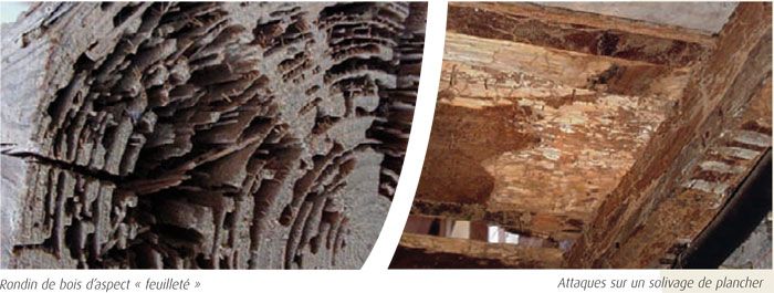 dégâts causés par les termites