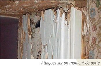 dégâts causés par les termites