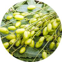 L'extrait de Margosa, insecticide naturel