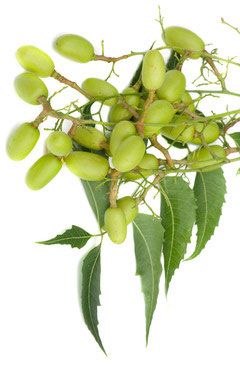 Graine de margousier (azadirachta indica)