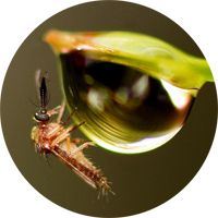 Les huiles essentielles contre les insectes