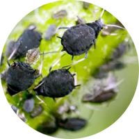 Qu'est-ce qu'un insecticide ?