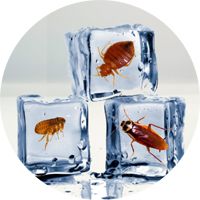 Le froid, insecticide naturel