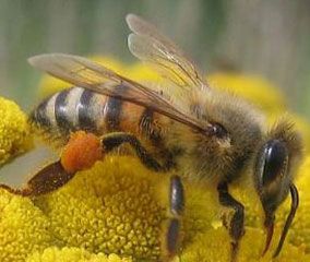Les abeilles