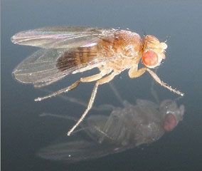 La mouche à fruits