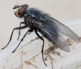 La mouche bleue