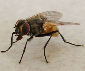 La mouche commune