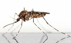Le géraniol, efficace sur les insectes Le géraniol, efficace sur les insectes