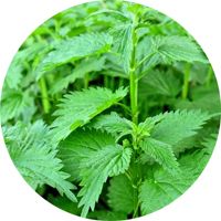 Les purins, infusions et décoctions, insecticides naturels