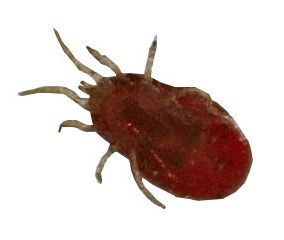 Le pou rouge