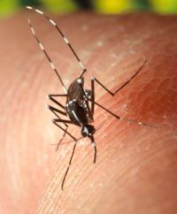 Protection corporelle naturelle contre les insectes