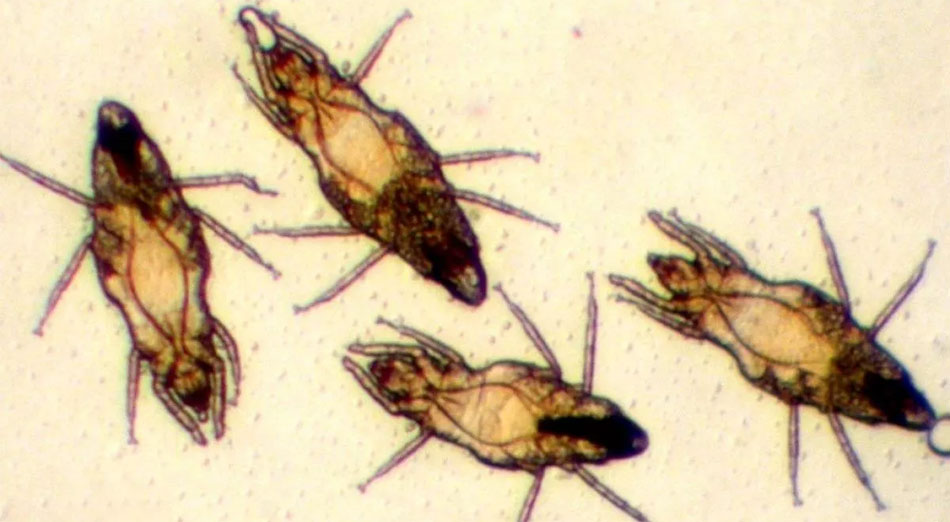 Pyemotes ventricosus