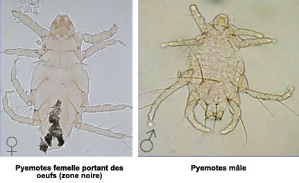 Pyemotes mâle et pyemotes femelle portant des oeufs