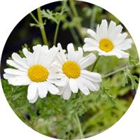 Le pyrèthre végétal, insecticide naturel