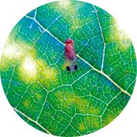 Le spinosad, insecticide naturel