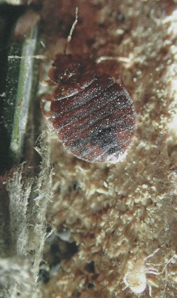 terre de diatomée sur punaise de lit terre de diatomée sur punaise de lit